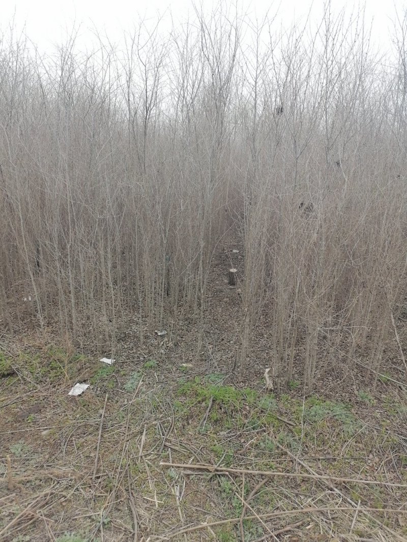 白榆大量
