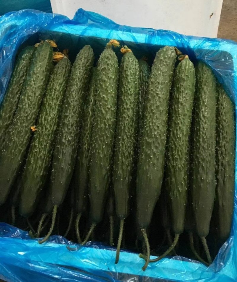 精品黄瓜，欢迎全国各地新老客户前来收购，，，，，