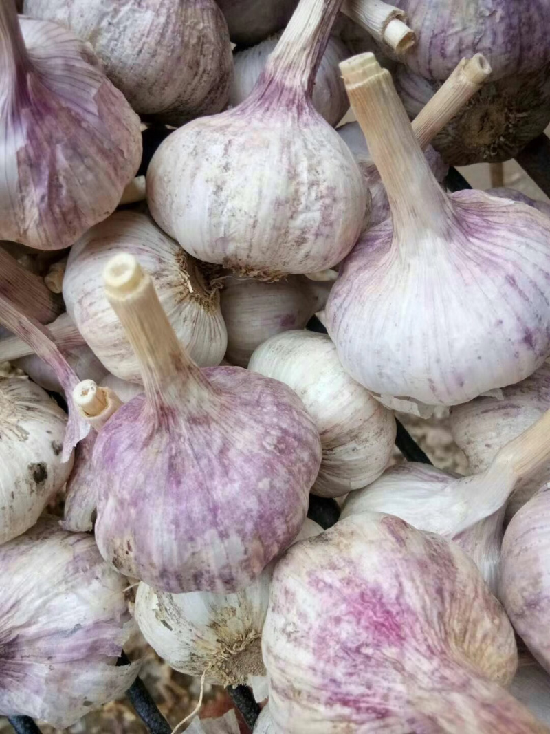 商河大青稞蒜种质量好产量高抗病毒原产地