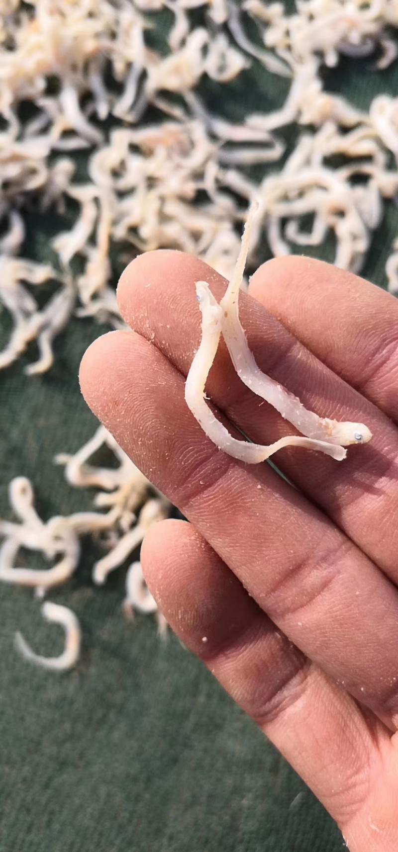 鱼干丁香鱼凤尾鱼厂家直销质量保证对接商超电商社区