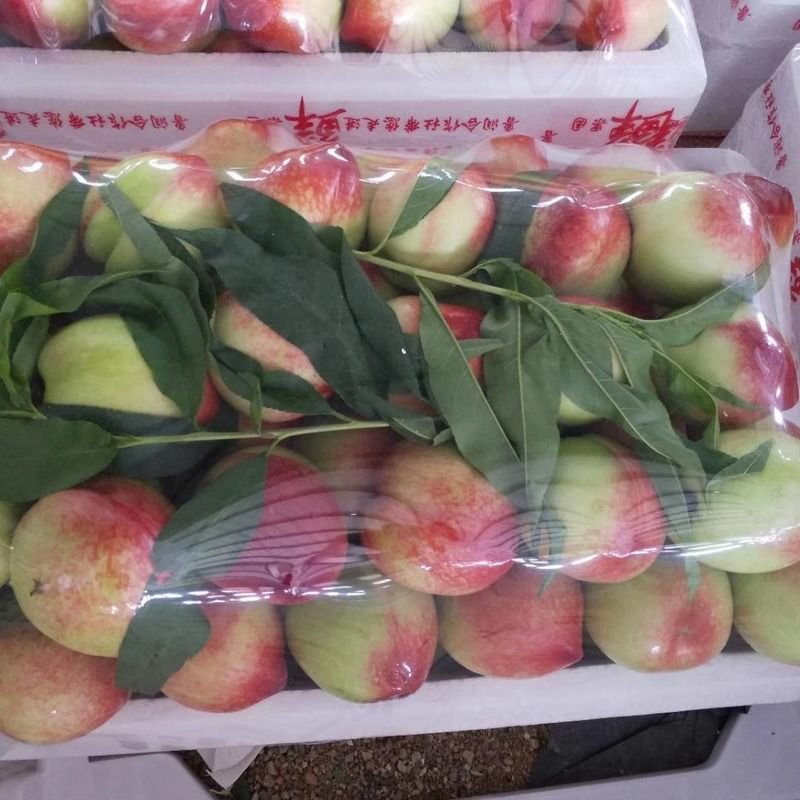 酸甜清脆新鲜山东青油桃孕妇儿童当季水果零食水蜜桃蟠桃现摘