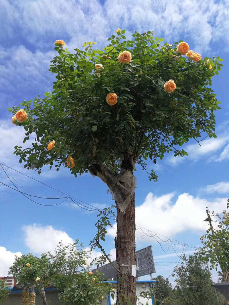 月季树状月季古桩月季树桩月季自家苗圃基地一手货源