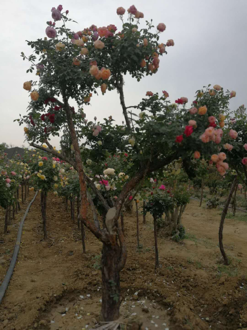 月季树状月季古桩月季树桩月季自家苗圃基地一手货源