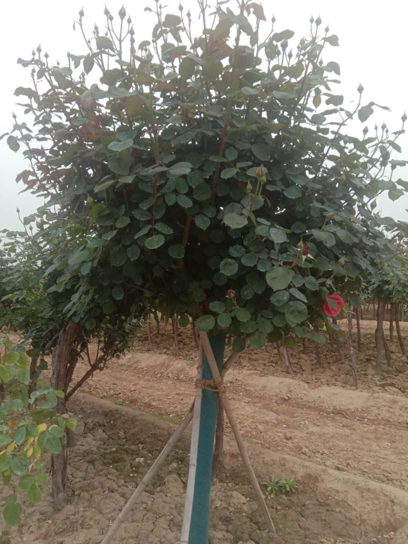 月季树状月季古桩月季树桩月季自家苗圃基地一手货源