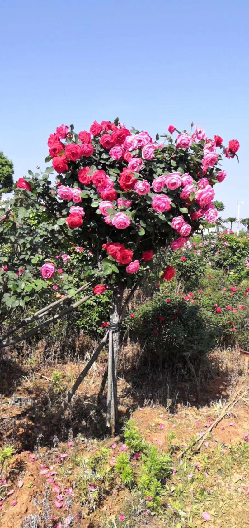 月季树状月季古桩月季树桩月季自家苗圃基地一手货源