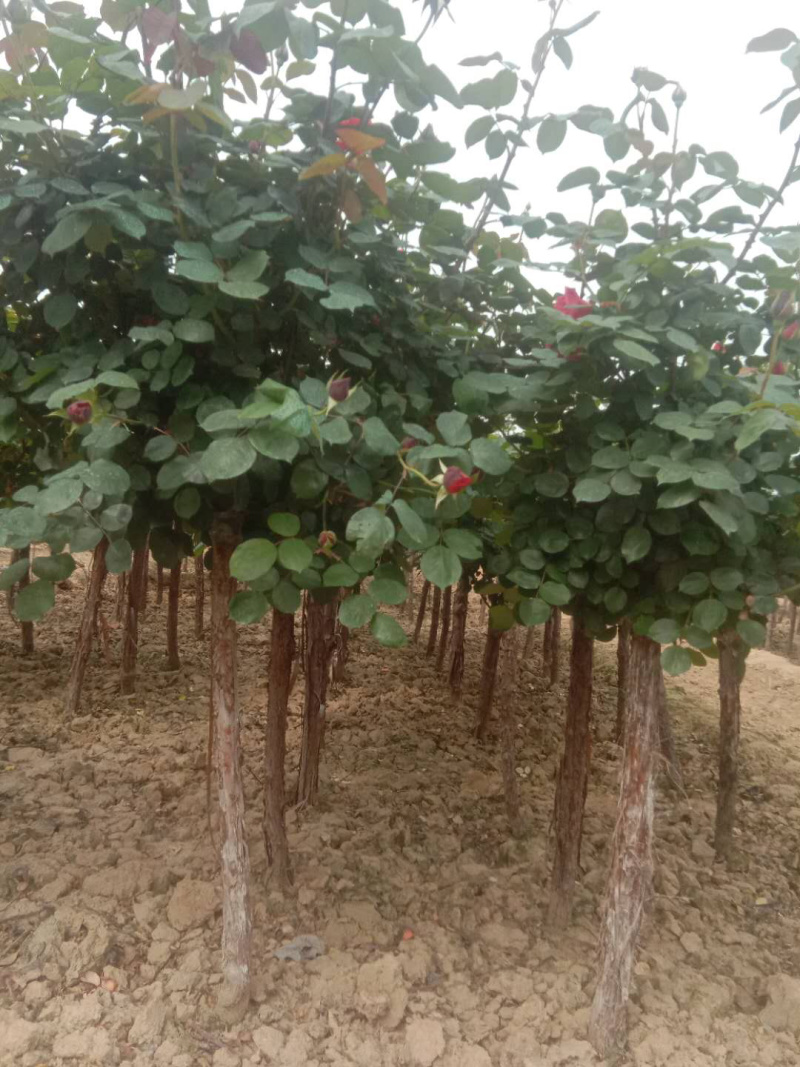 月季树状月季古桩月季树桩月季自家苗圃基地一手货源