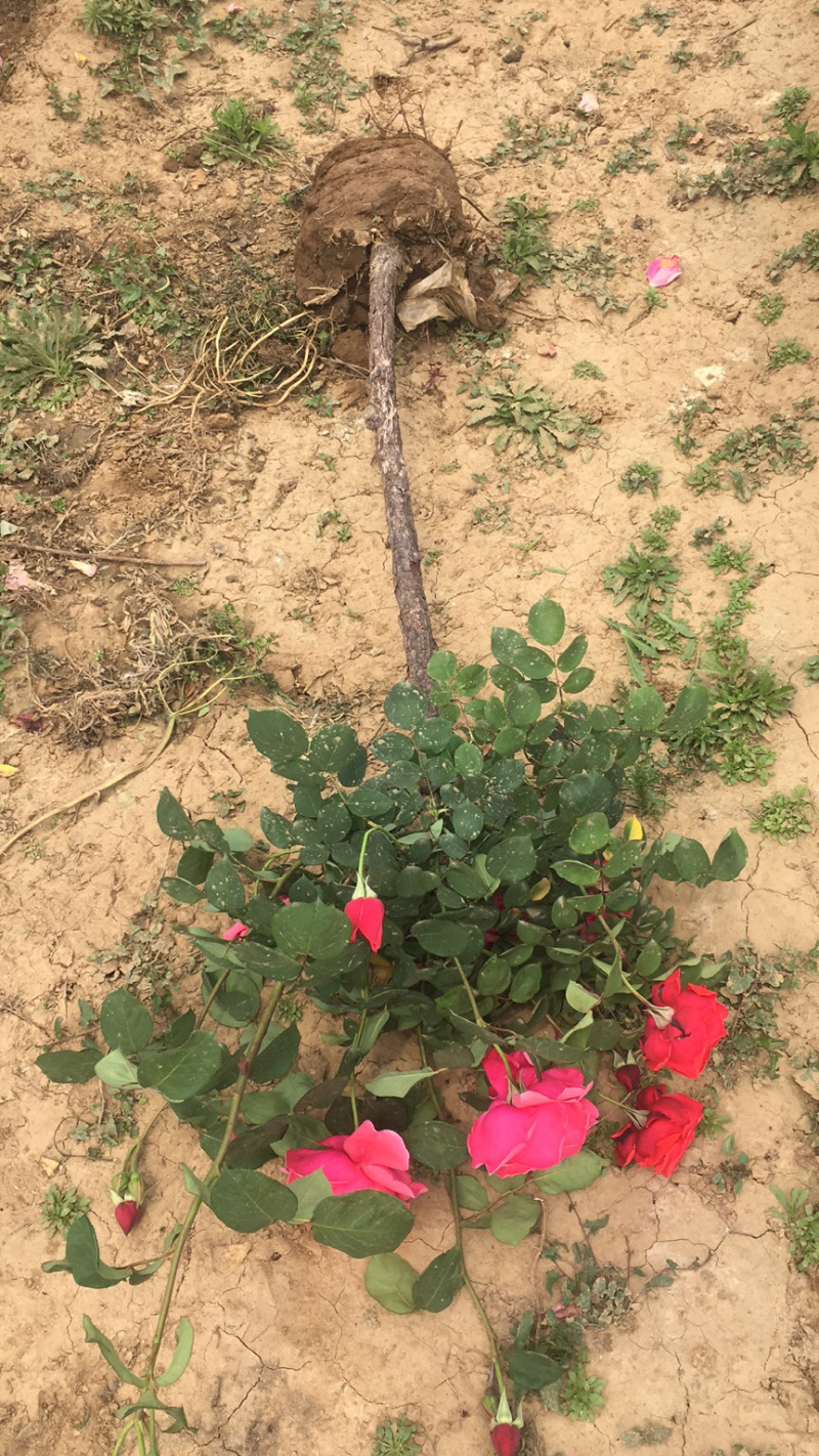 月季树状月季古桩月季树桩月季自家苗圃基地一手货源