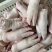猪蹄猪爪前蹄带筋猪爪5斤/10斤/20斤无水