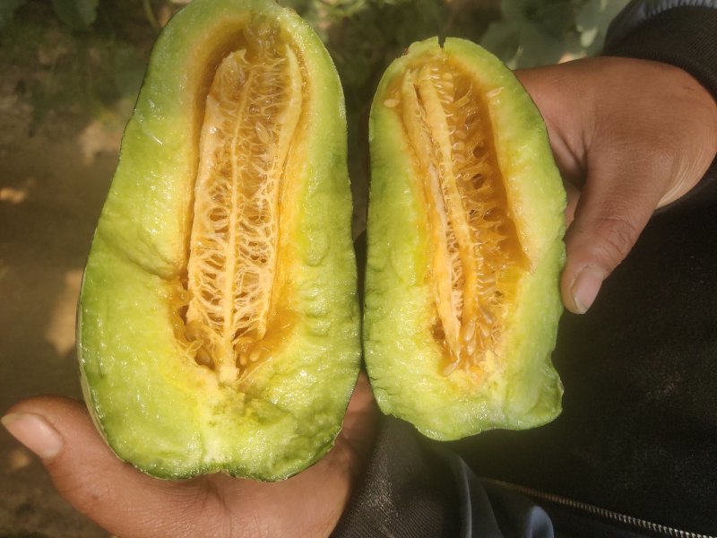 哈密瓜