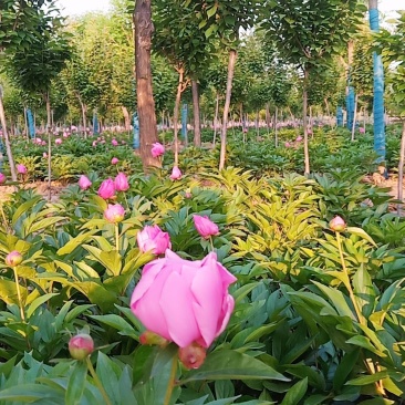 芍药花色好，三年苗，货源充足装车方便。