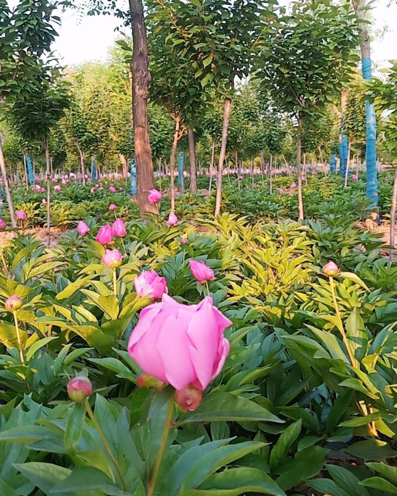 芍药花色好，三年苗，货源充足装车方便。