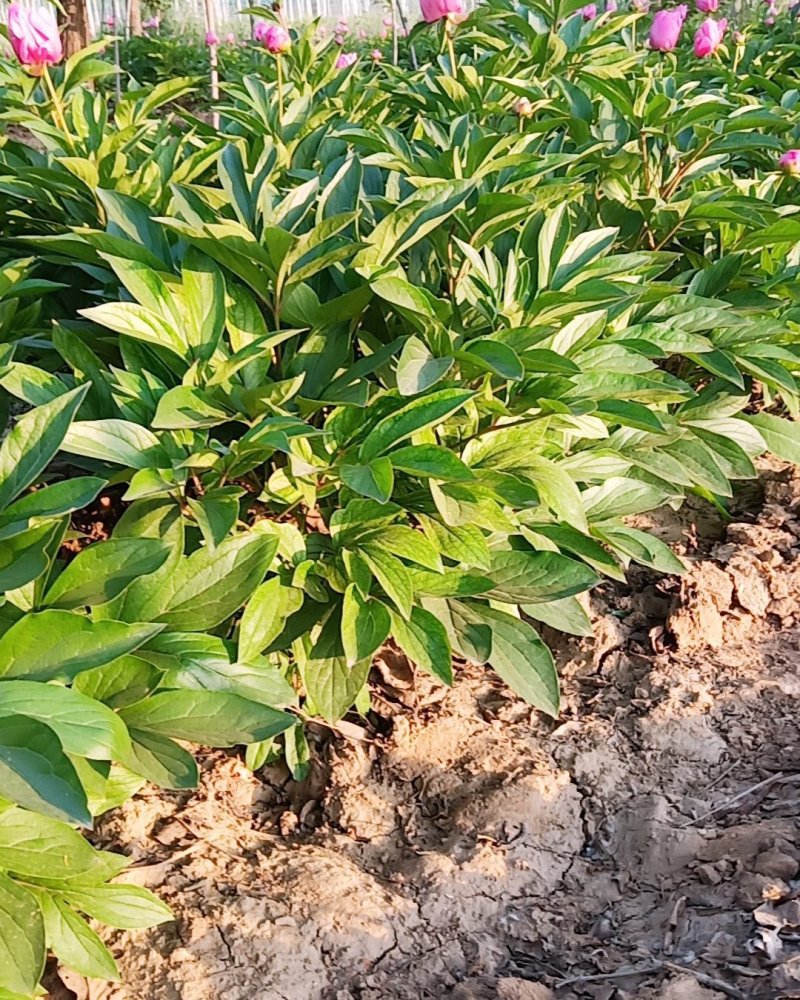 芍药花色好，三年苗，货源充足装车方便。