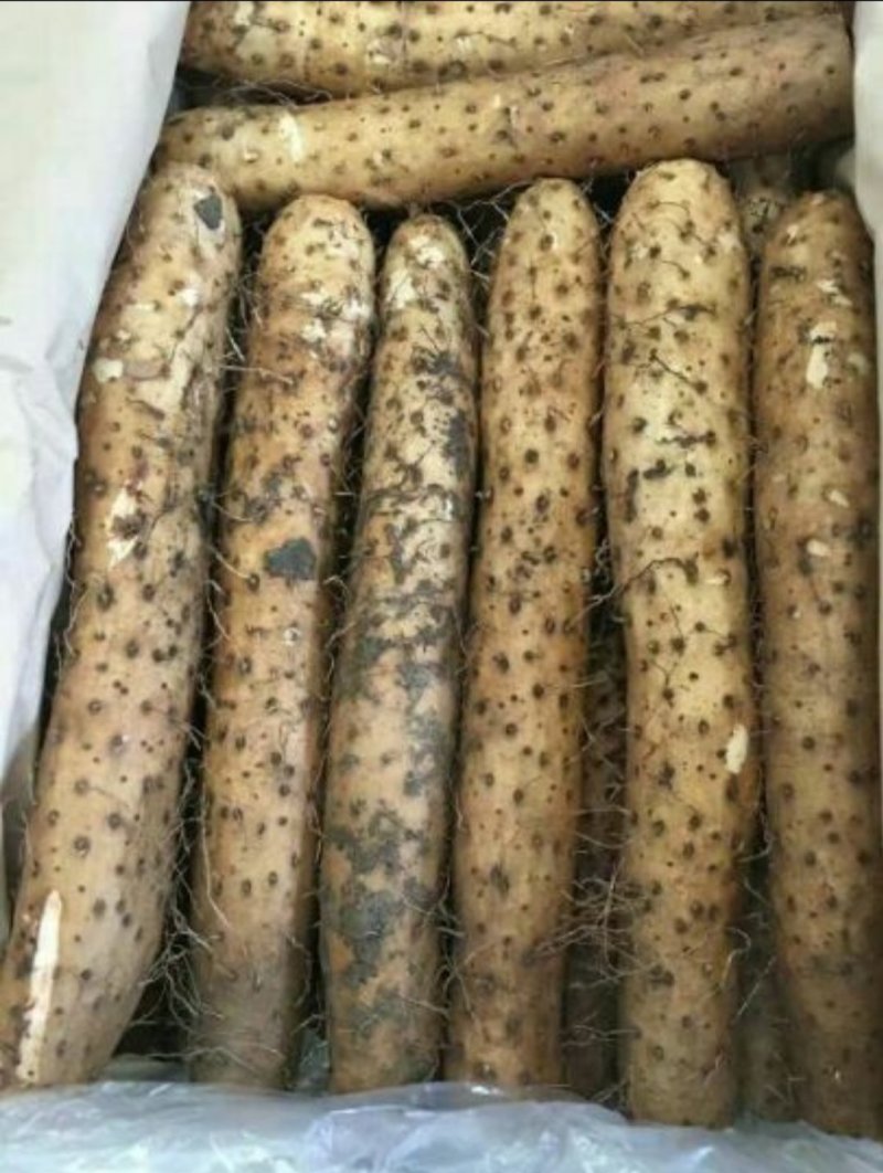山东青州优质白玉山药