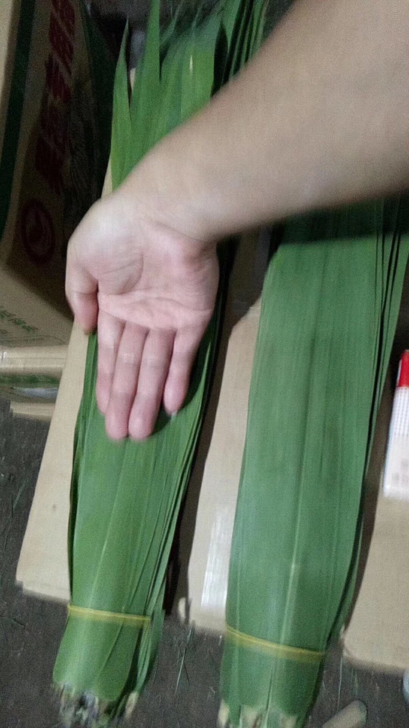 精品芦苇叶