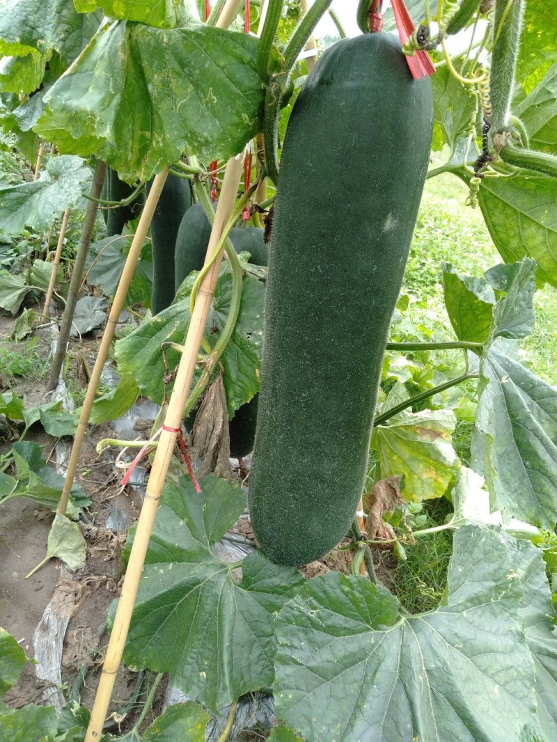 冬瓜
