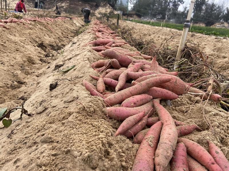 西瓜红六鳌蜜薯沙地种植地瓜红薯山芋