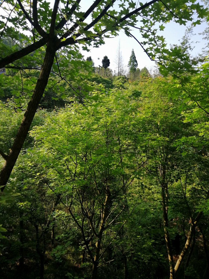 元宝枫