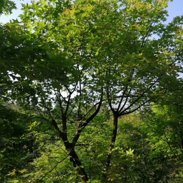 元宝枫
