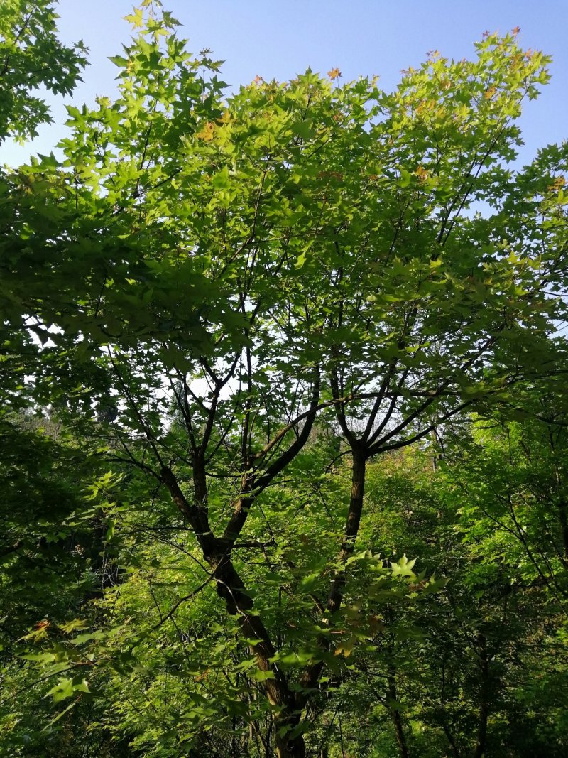 元宝枫