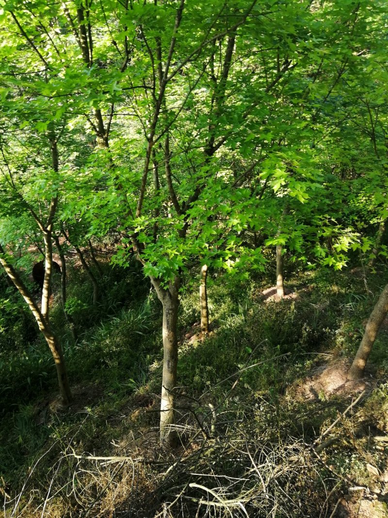 元宝枫