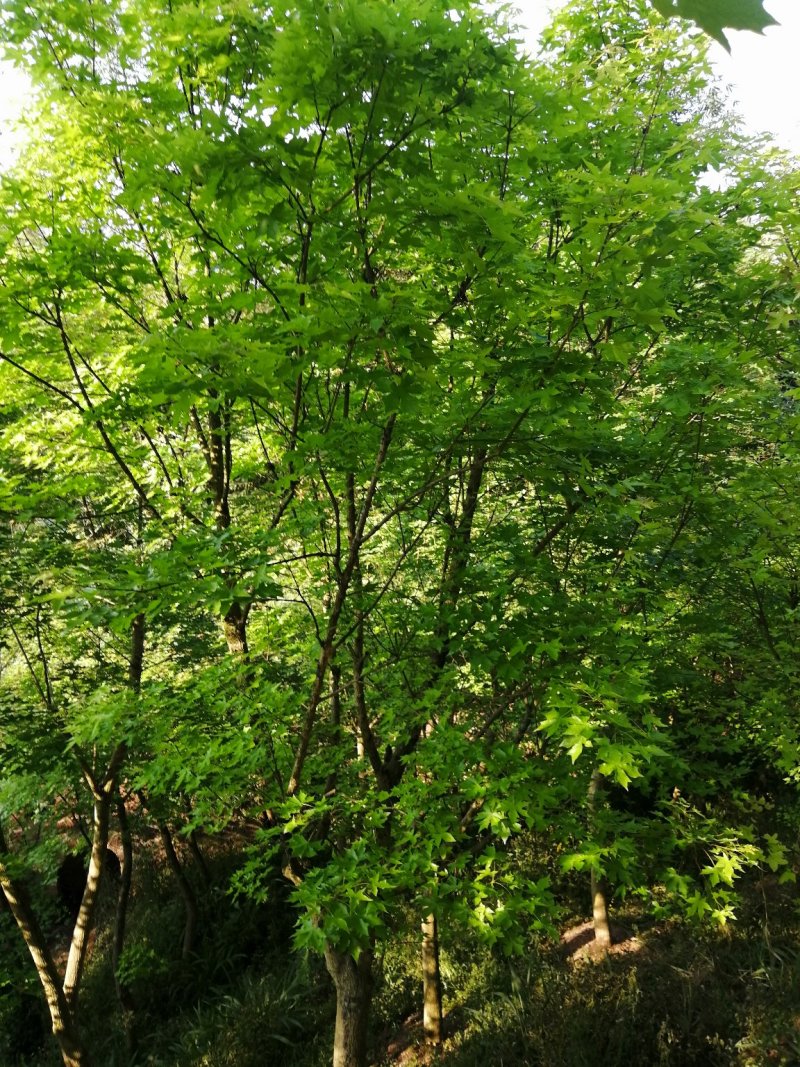 元宝枫