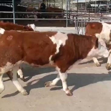 出售肉牛夏洛莱西门塔尔牛犊等