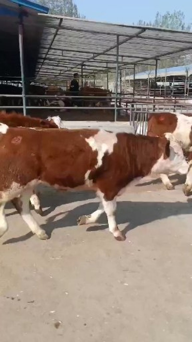 出售肉牛夏洛莱西门塔尔牛犊等