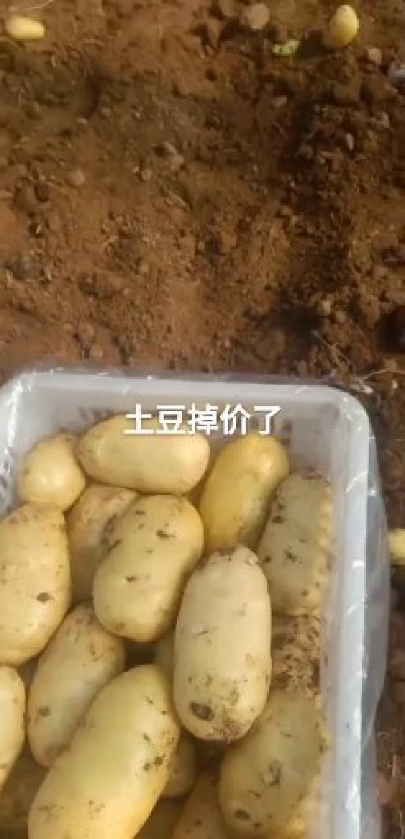 山东平阴县三模土豆，薯形好，个头大，颜色亮黄，货源稳定