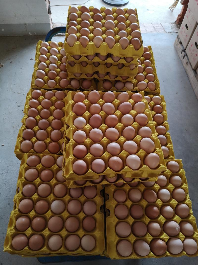 精品土鸡蛋，农五农二玉米黄浓香双色到位日捡日发