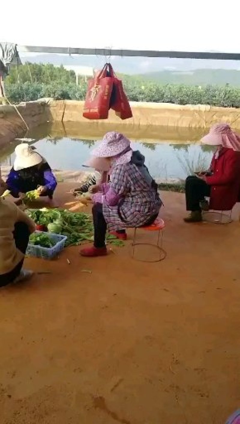 云南高原露天原生态蓝莓