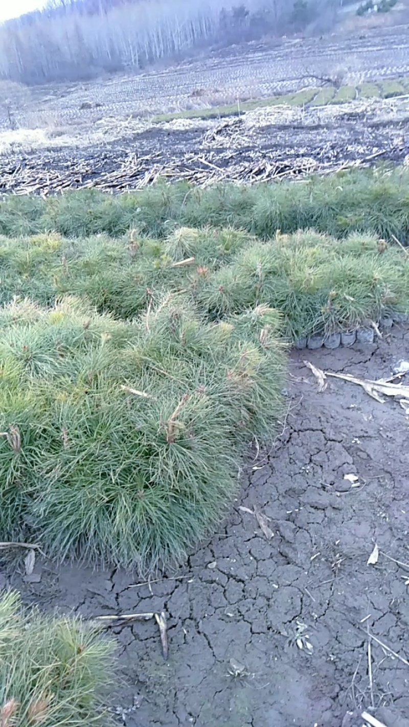 油松杯苗。