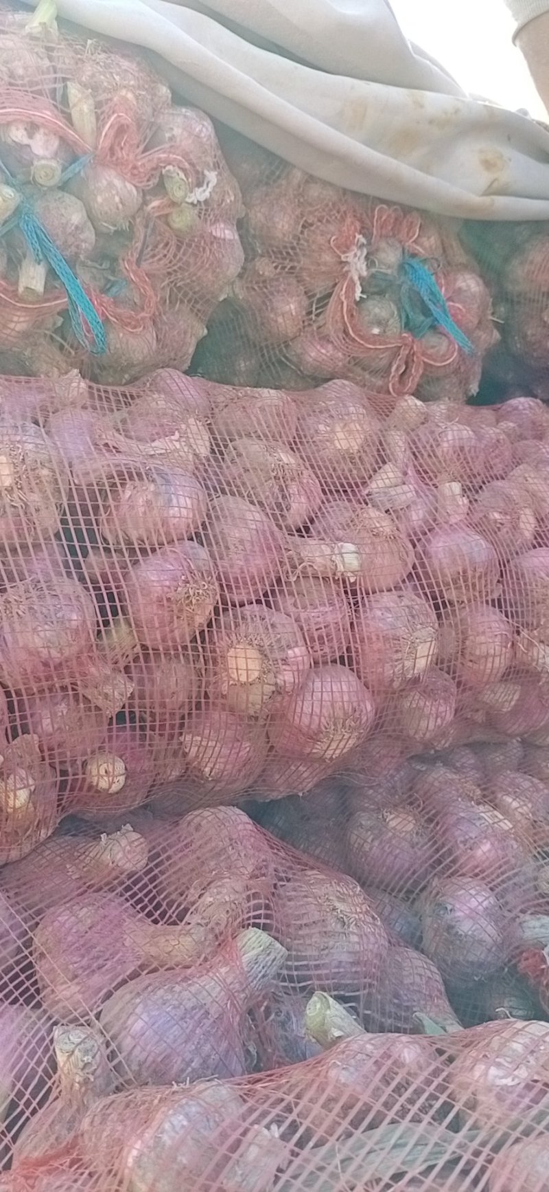 大蒜