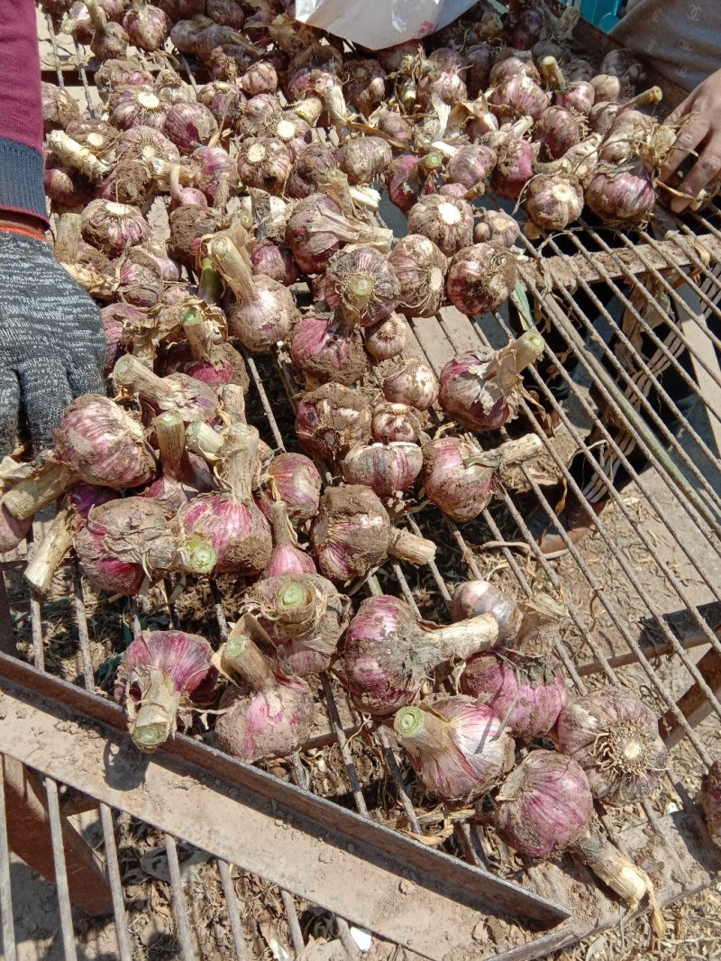 杞县优质大蒜、蒜头、苗蒜、货源充足，商超，市场大量供应
