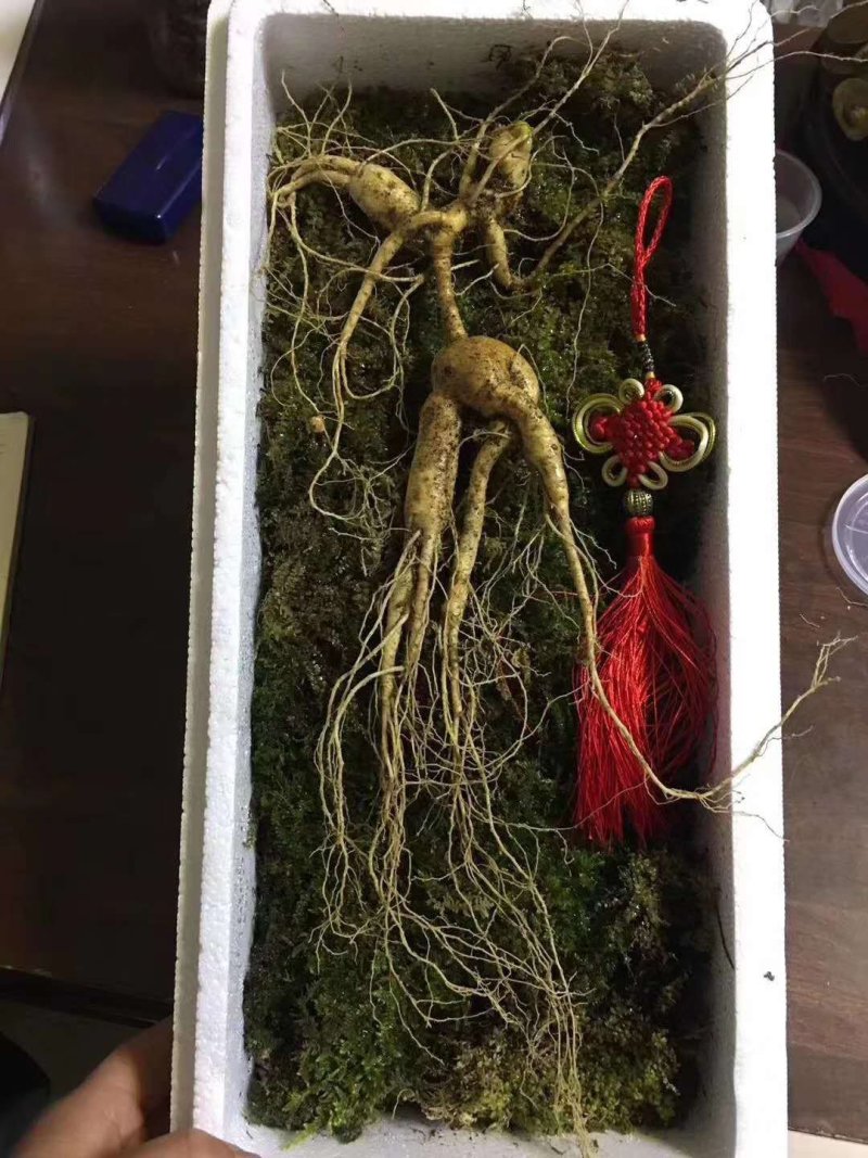 【有好货】红参东北长白山十八年林下半野生50克可切片