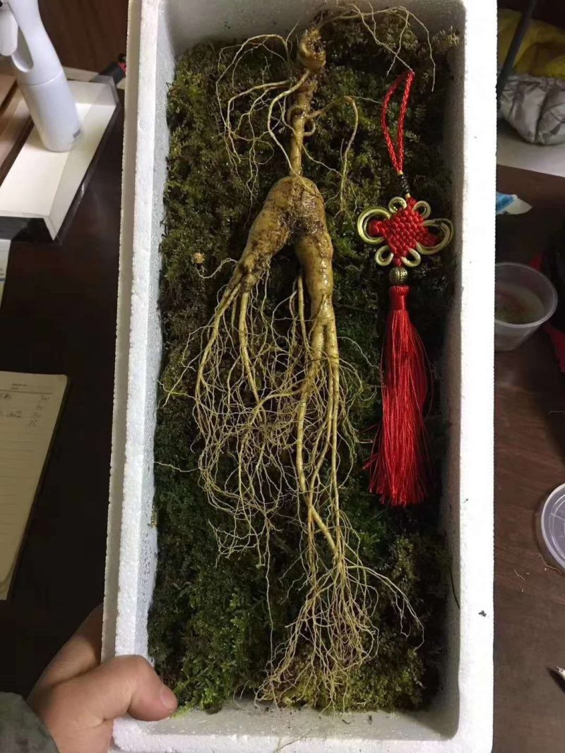 【有好货】红参东北长白山十八年林下半野生50克可切片