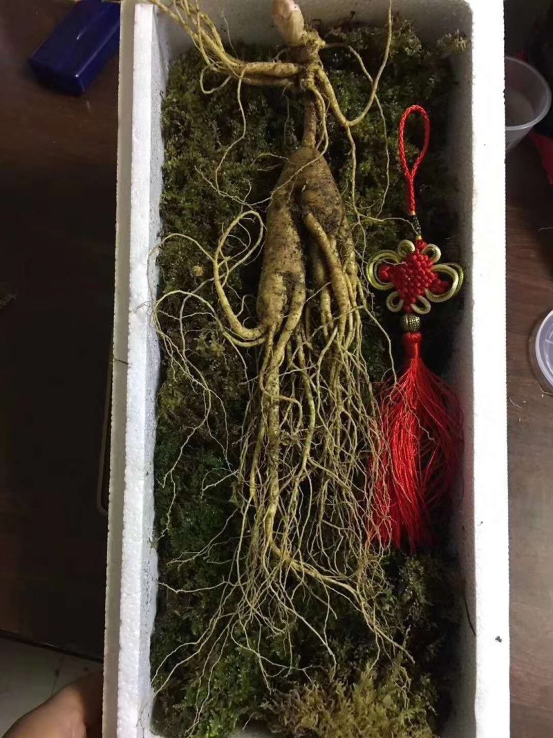 【有好货】红参东北长白山十八年林下半野生50克可切片