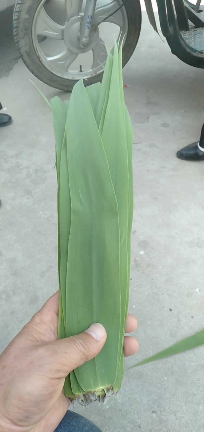 白洋淀芦苇叶