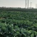 新鲜甘蓝