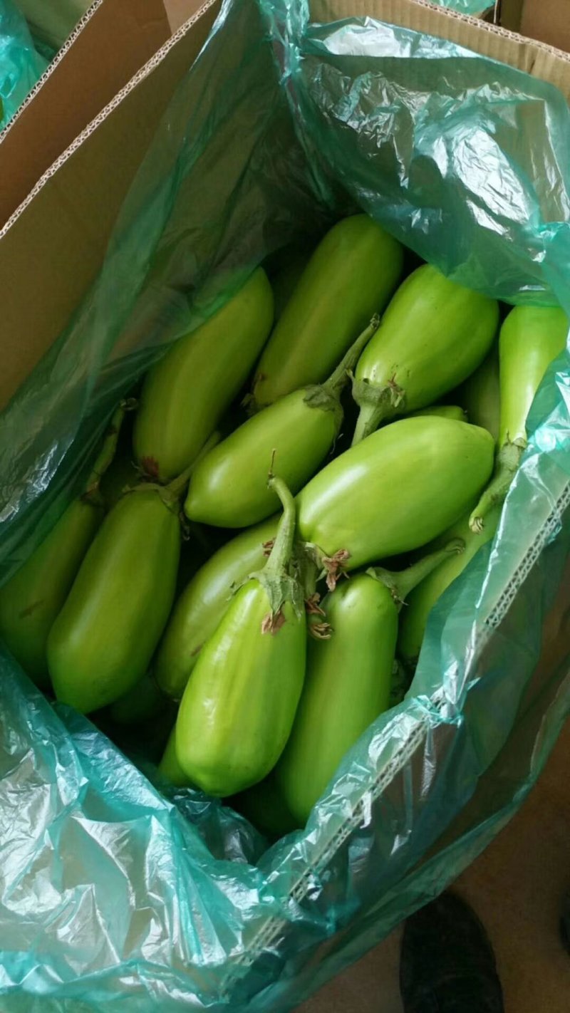 【牛商推荐】河南新野优质青茄子大量上市代发全国欢迎大家