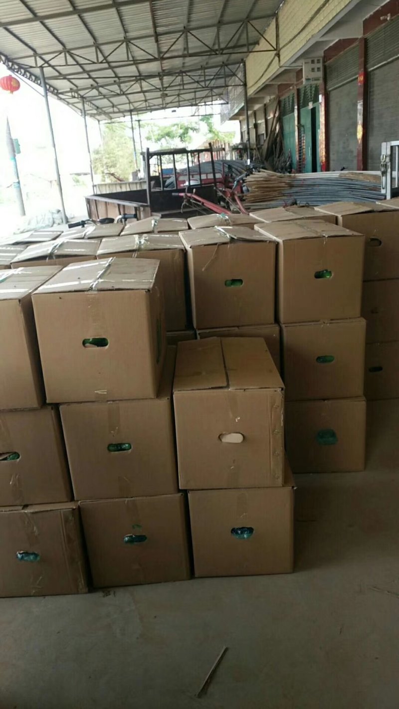 【牛商推荐】河南新野优质青茄子大量上市代发全国欢迎大家