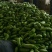 【牛商推荐】河南新野优质青茄子大量上市代发全国欢迎大家