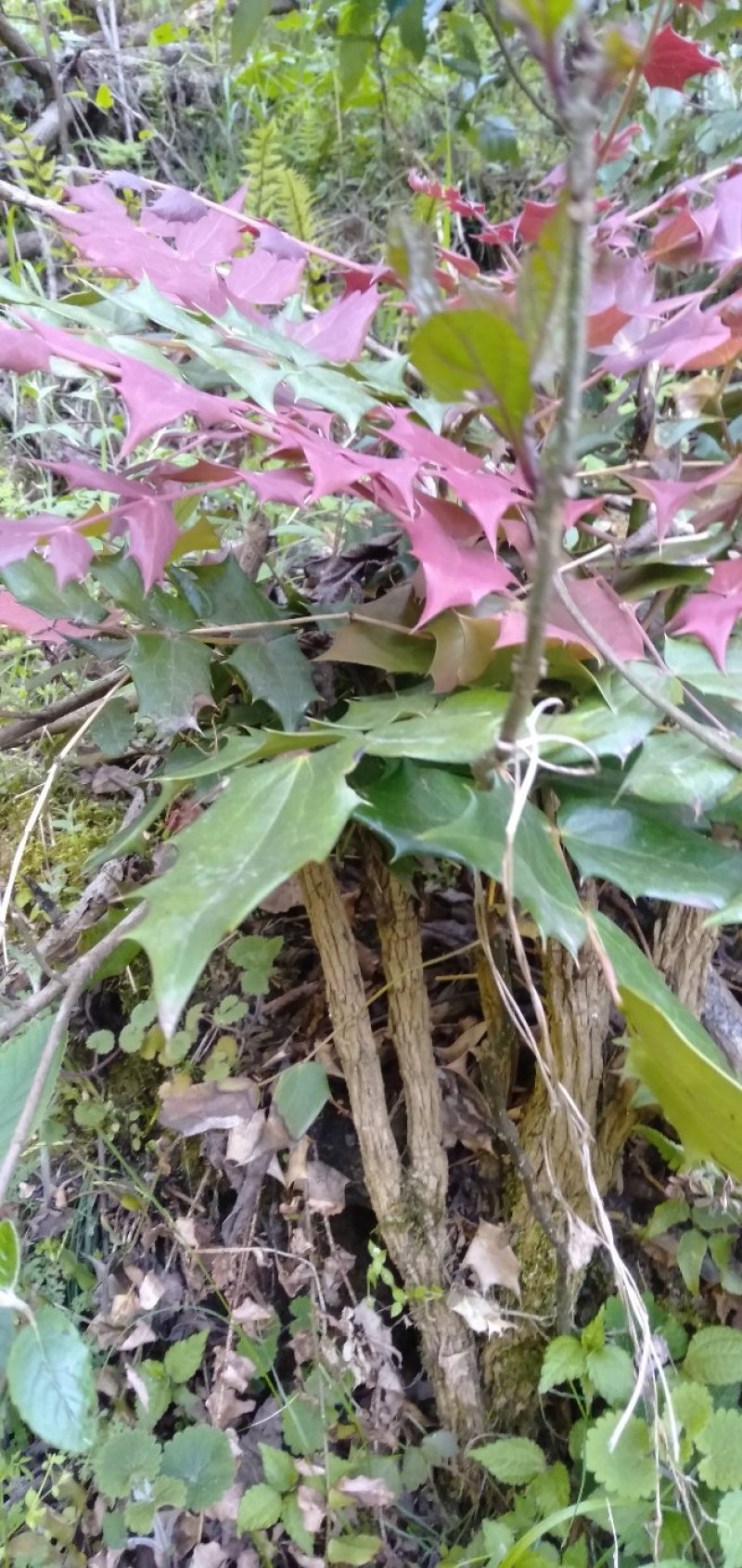 十大功劳，黄连木。