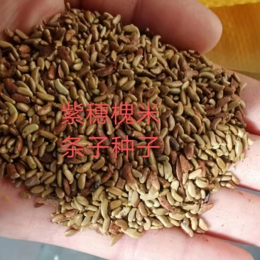 紫穗槐种子紫穗槐净种子紫穗槐米价格与质量