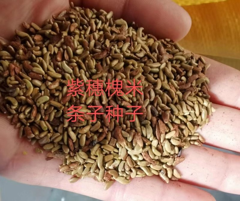 紫穗槐种子紫穗槐净种子紫穗槐米价格与质量
