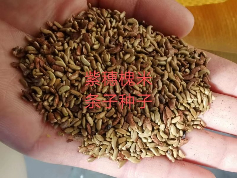 紫穗槐种子紫穗槐净种子紫穗槐米价格与质量
