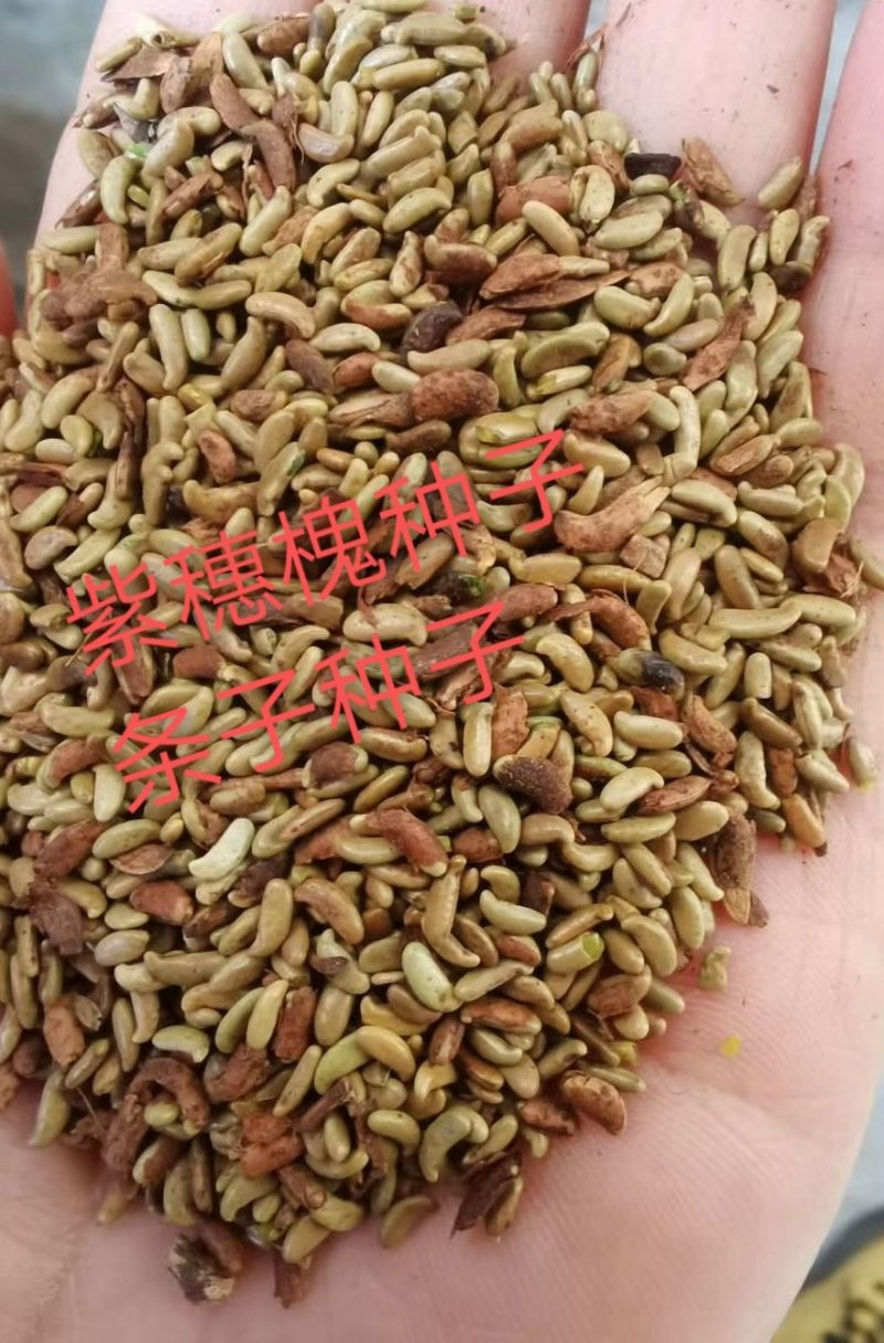 紫穗槐种子紫穗槐净种子紫穗槐米价格与质量