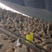 灵山母鸡，大量供货，有需要联系，价格随行就市