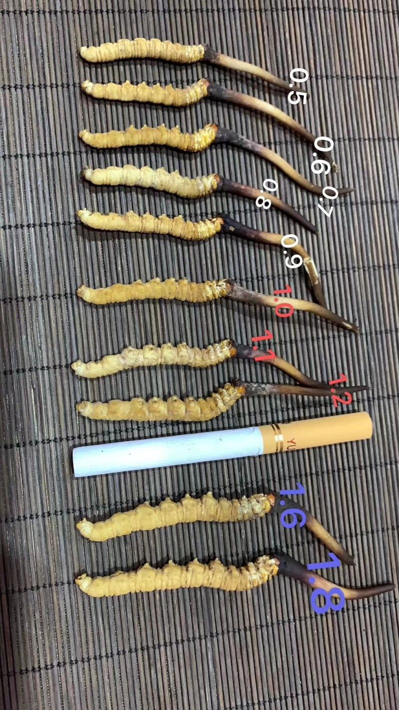 冬虫夏草…健康加油站