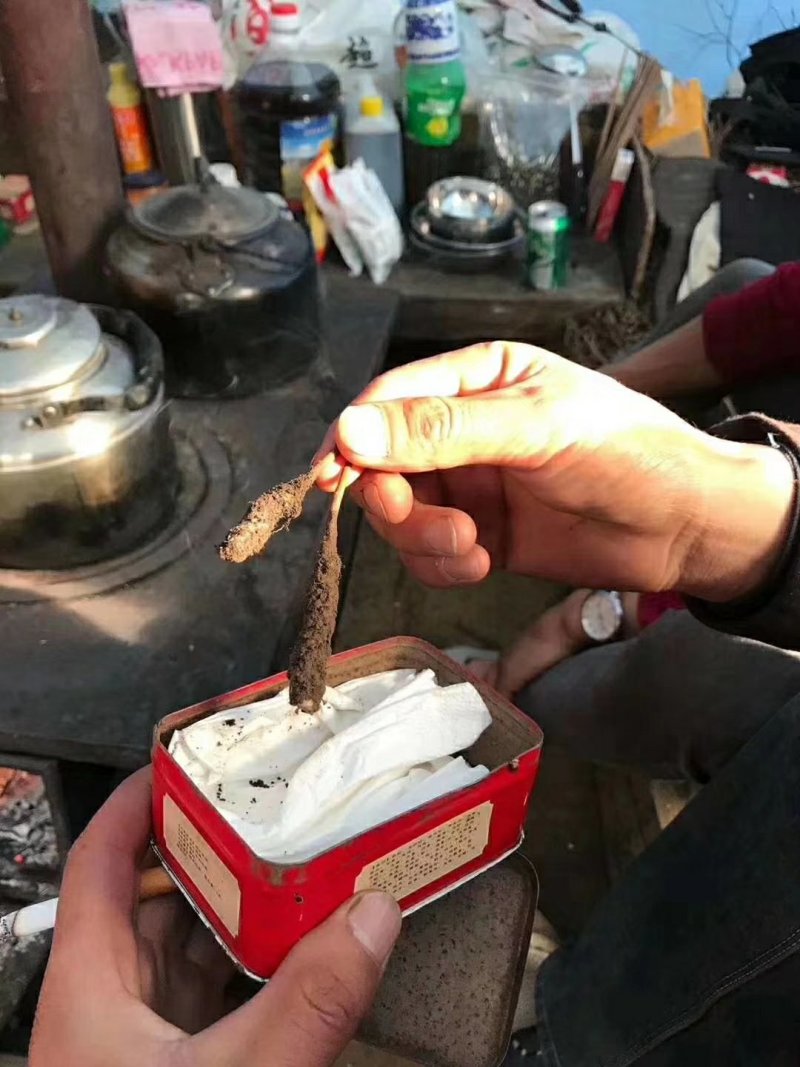 冬虫夏草…健康加油站