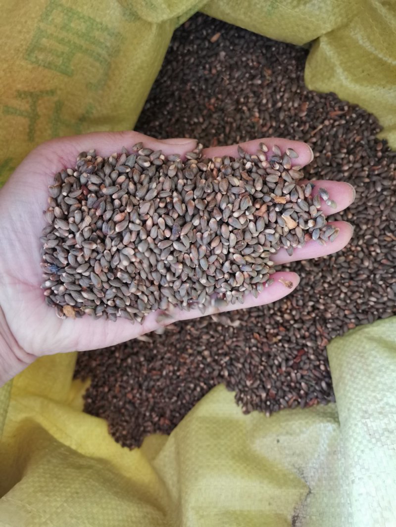 侧柏种子价格高有高的道理，低有低的门道